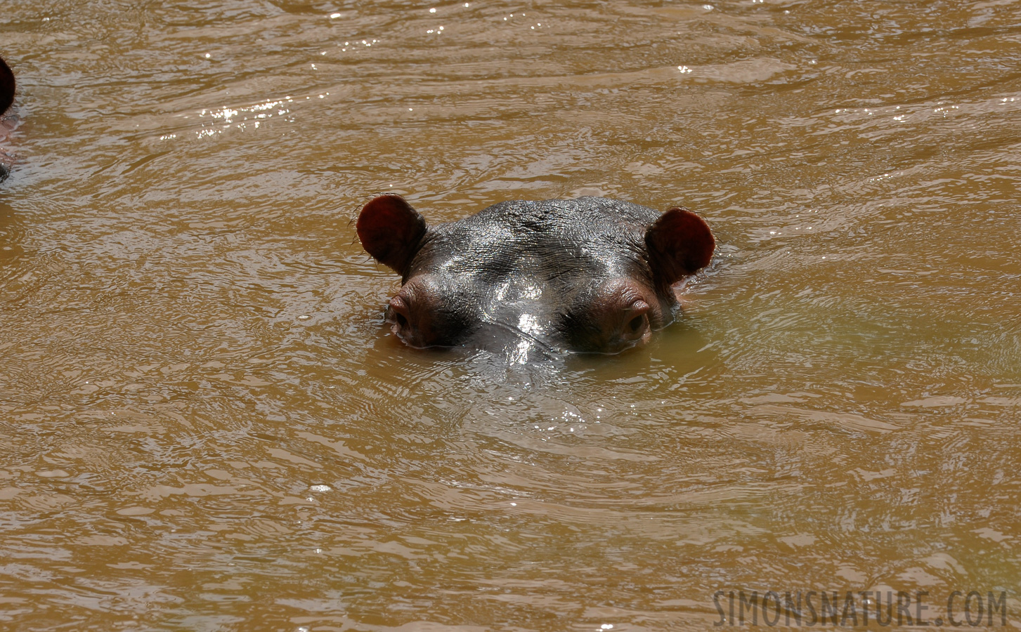 Hippopotamus amphibius amphibius [400 mm, 1/400 Sek. bei f / 13, ISO 640]